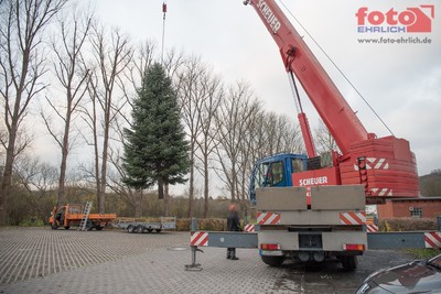Niederbrecher Tanne wird Weihnachtsbaum im Dom zu Limburg