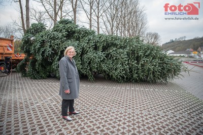 Niederbrecher Tanne wird Weihnachtsbaum im Dom zu Limburg