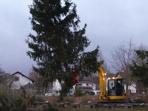 Bäume gefällt für Neubaugebiet
